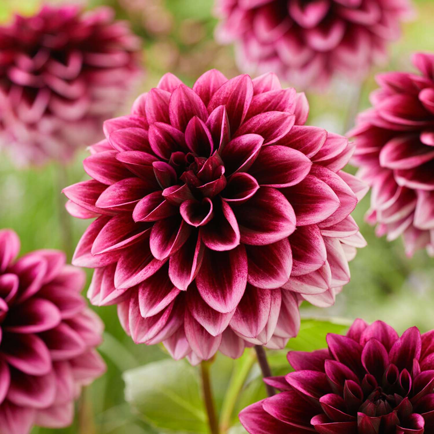 Daalia ‘Davina Michelle’
